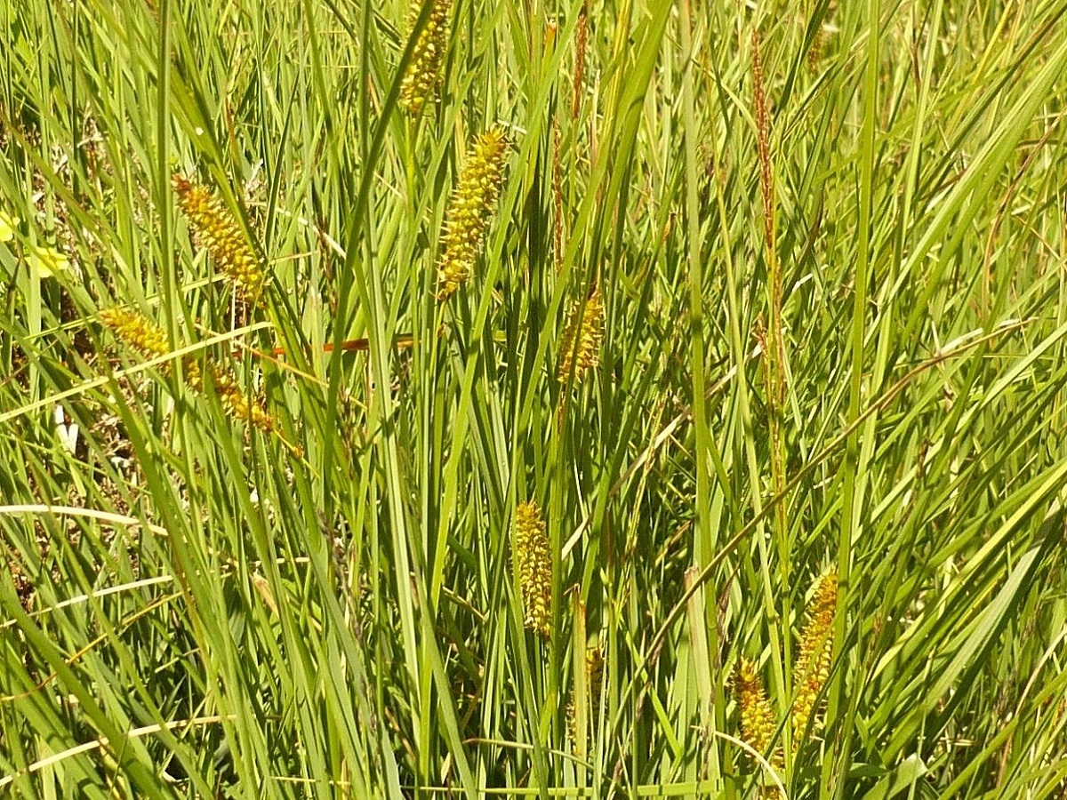 Carex rostrata (Cyperaceae)